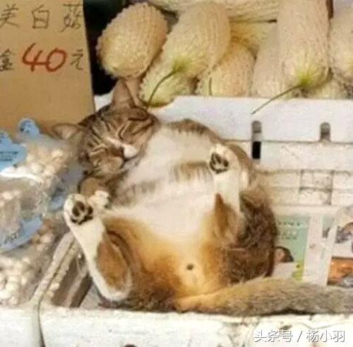 猫咪着凉呕吐必须立刻送医吗？