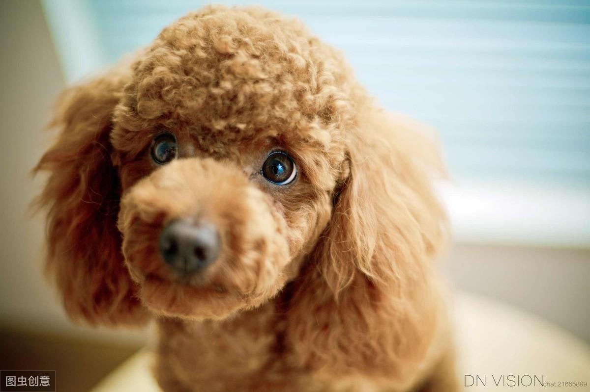 为什么你家猫主子总爱看 大香蕉 视频？