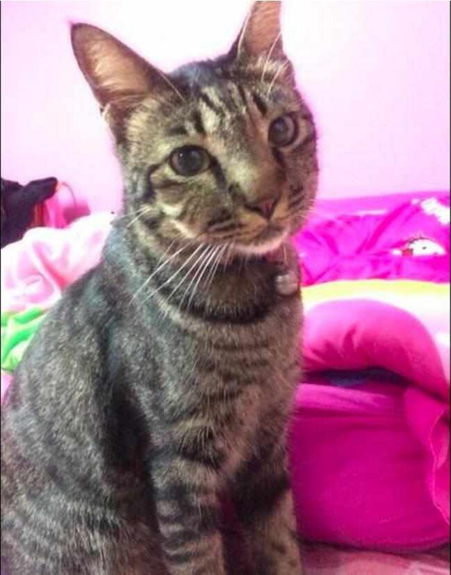 猫咪吃蜂蜜会中毒吗？