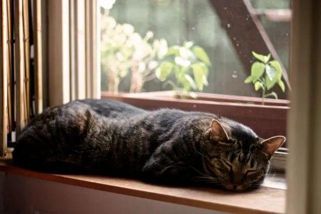 猫咪为什么总在打呼噜？这正常吗？