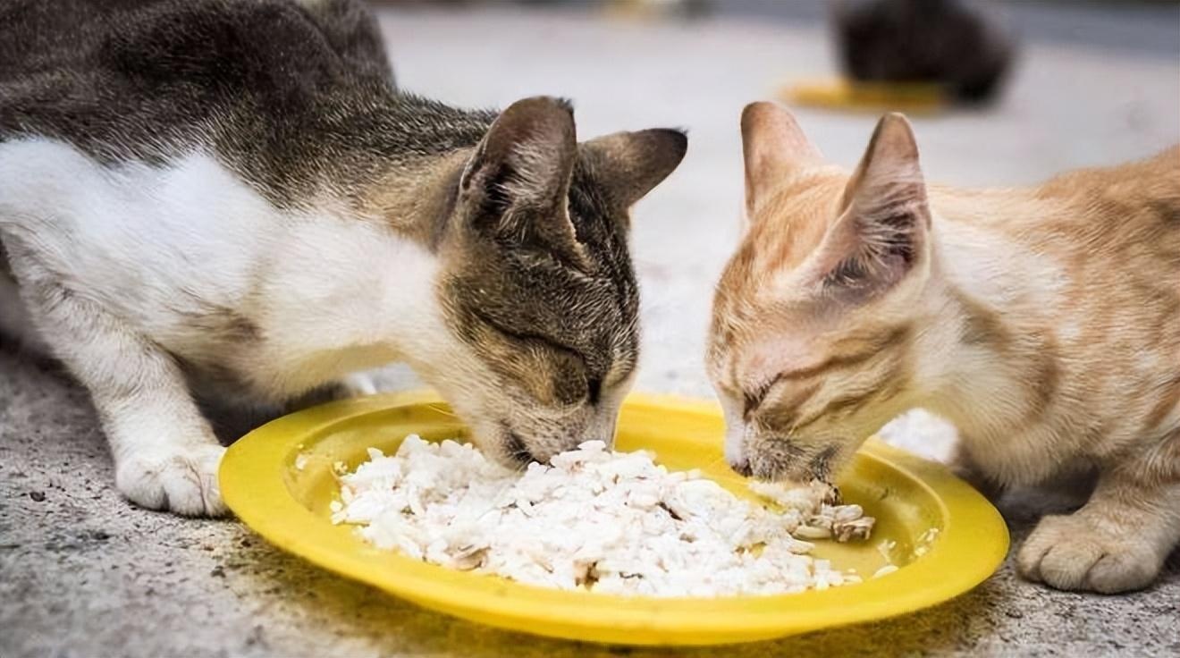 猫咪一换粮就吐？新手铲屎官踩了哪些雷？