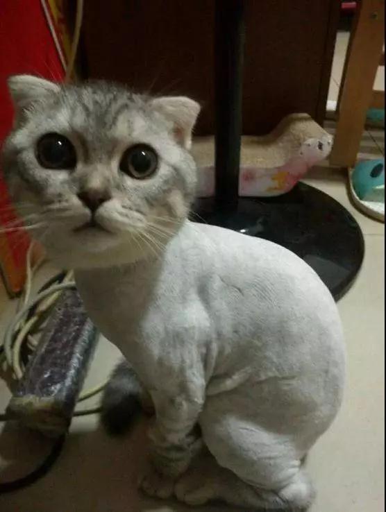 刚玩猫猫咪呀怎么避免被猫咪嫌弃？