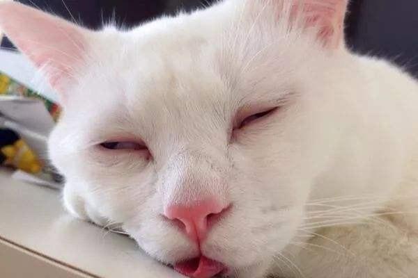 猫咪口腔增生息肉会自己消失吗？