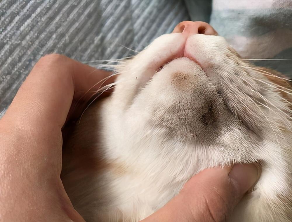 猫咪总挠耳朵是皮炎吗？新手必看的症状自查指南
