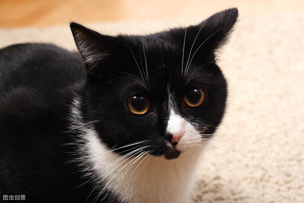 猫咪拉完屎到底要不要擦？