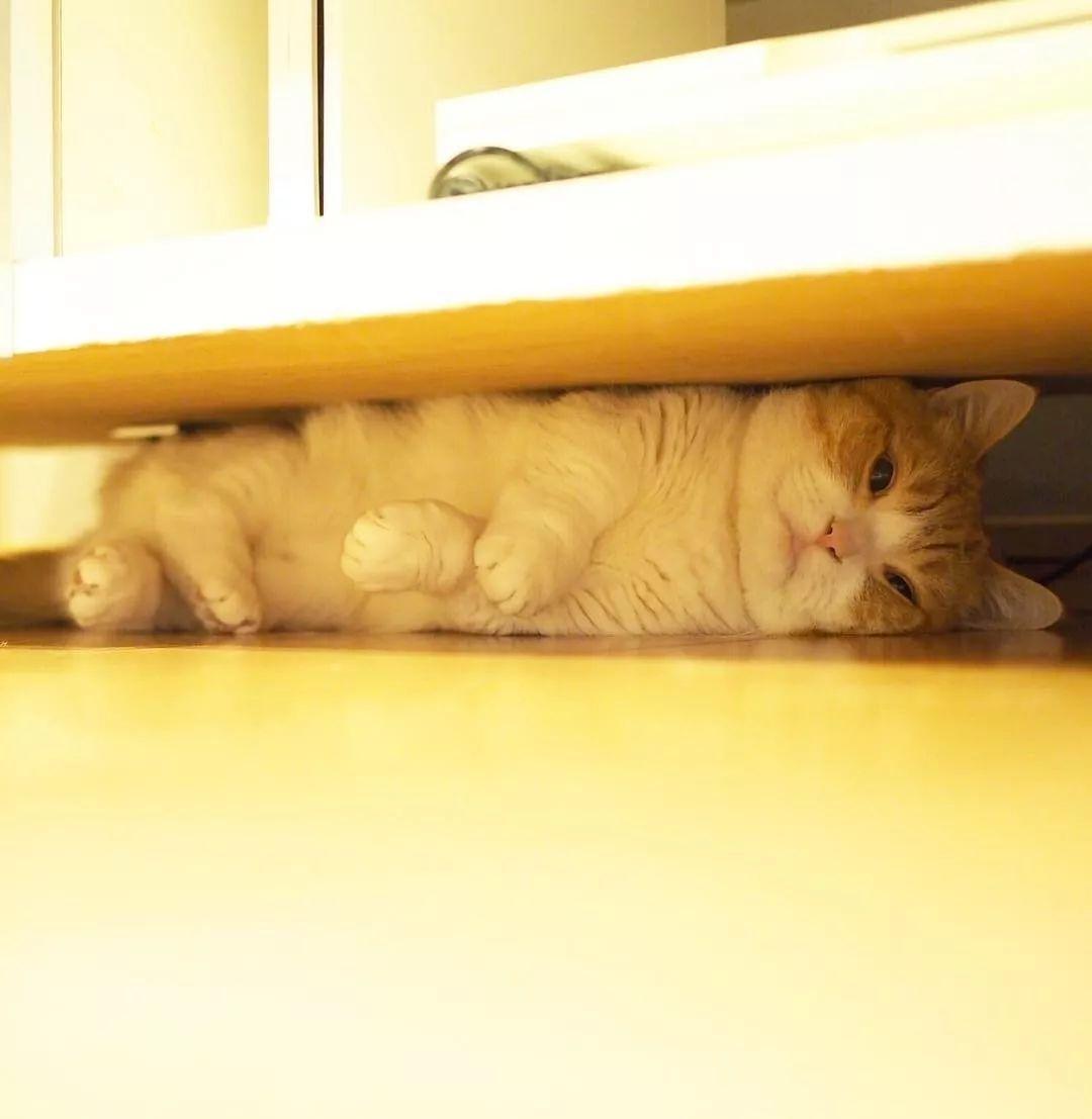 猫咪整夜嚎叫是在抗议伙食太差吗？