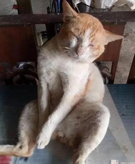 猫主子玩失踪了？新手如何48小时内找回逃跑小猫咪