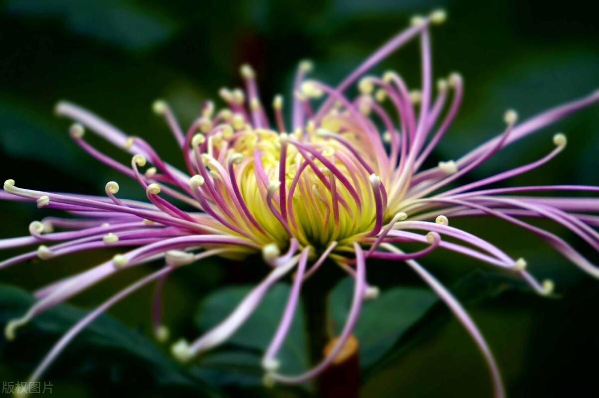 你家猫菊花外翻可能是要命的信号? 你家猫菊花外翻可能是要命的信号?