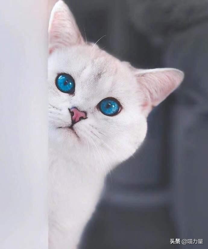 猫咪瞳孔突然变细线究竟在暗示什么？