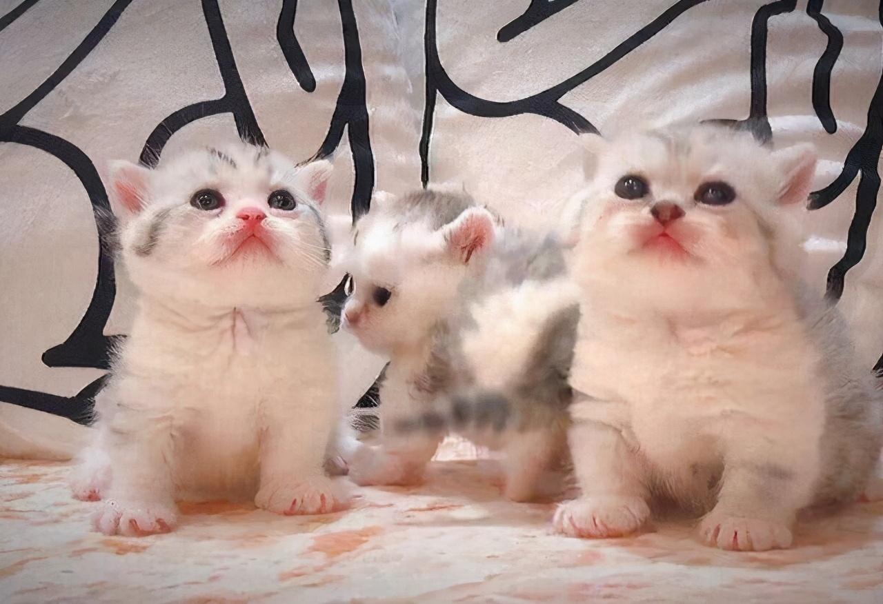 养矮脚猫真的像刷短视频那么轻松吗？