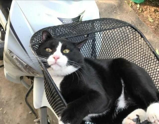 猫咪吐黄水拉稀该喂什么药？