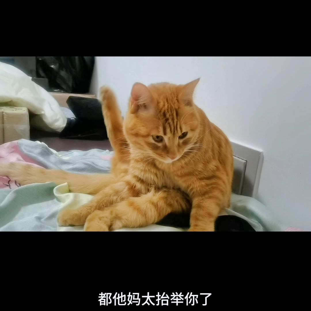 你家猫崽子到底该不该挨这一刀? 你家猫崽子到底该不该挨这一刀?