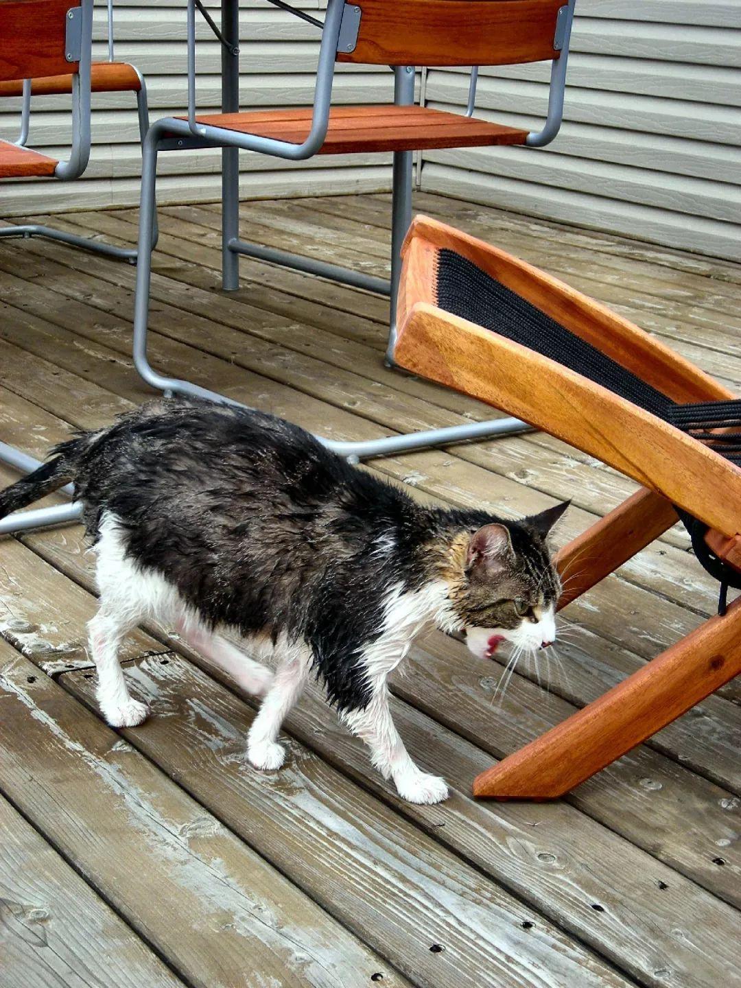 为什么你家猫总摆出让人笑到缺氧的表情? 为什么你家猫总摆出让人笑到缺氧的表情?