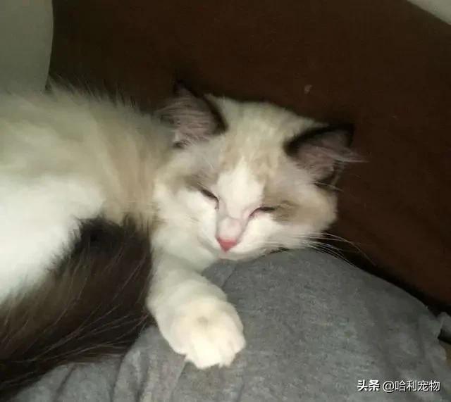 第一次养猫怎么挑品种才不踩坑？