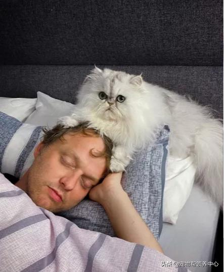 智能猫窝真能让主子自己过日子吗？