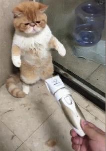 给猫咪剃毛到底要花多少钱? 给猫咪剃毛到底要花多少钱?