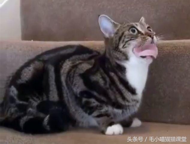 猫咪火腿肠真的能当主食喂吗？