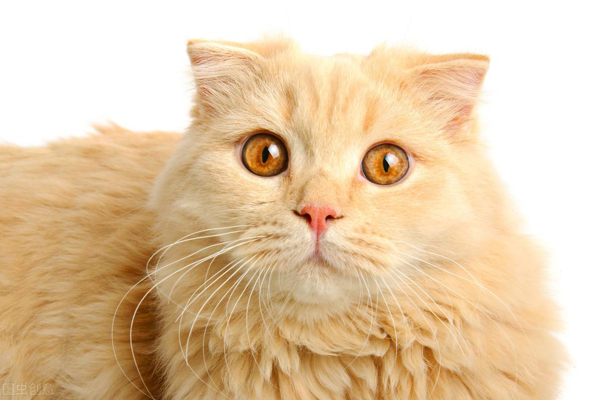 猫咪打喷嚏流脓鼻涕会死吗? 猫咪打喷嚏流脓鼻涕会死吗?