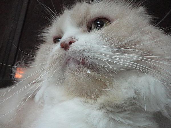 猫咪突然变成 口水怪 还不爱动？这到底咋回事？