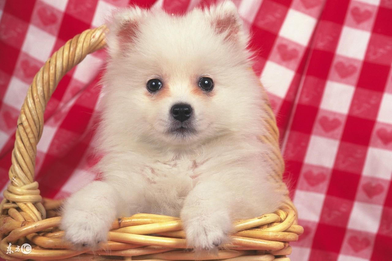 给猫咪做流产手术到底靠不靠谱？