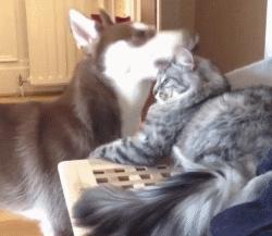 为什么我家猫总对我哈气？