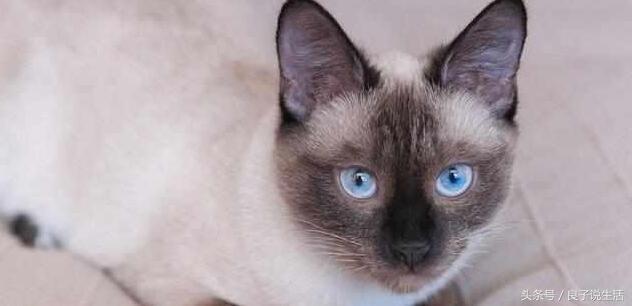 第一次养猫选什么品种?既想颜值在线又要好养活? 第一次养猫选什么品种?既想颜值在线又要好养活?