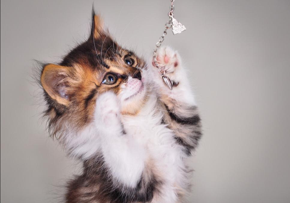 新手养猫怎么挑疫苗牌子不踩坑？