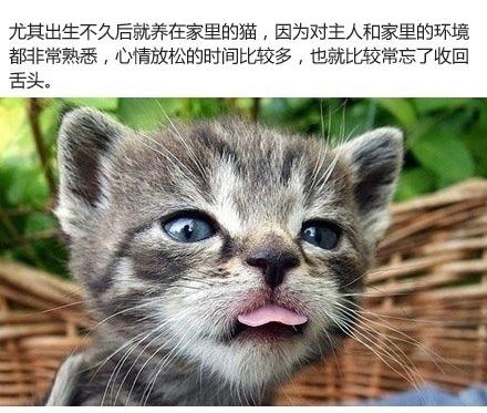 猫咪吐舌头就是在卖萌吗? 猫咪吐舌头就是在卖萌吗?