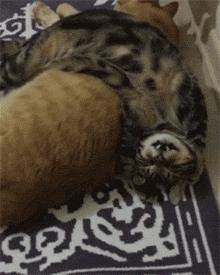 猫咪偷吃橘子会中毒吗？