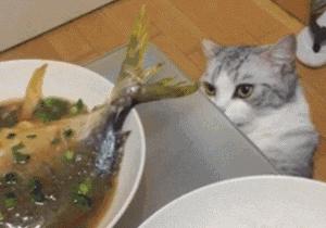 猫咪吃蔬菜真的安全吗? 猫咪吃蔬菜真的安全吗?