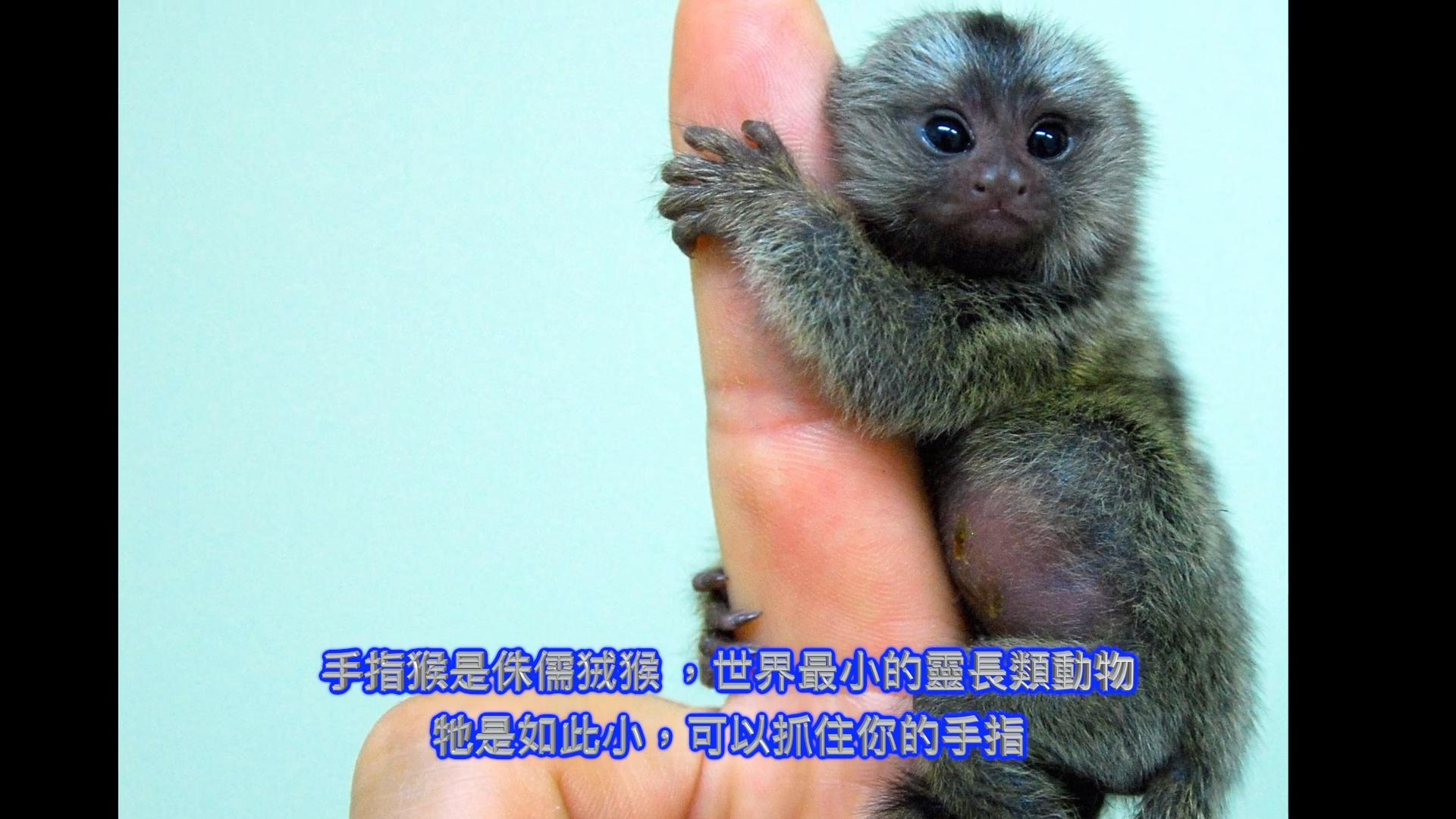 世界上最小的猫咪品种真的能装进口袋吗？