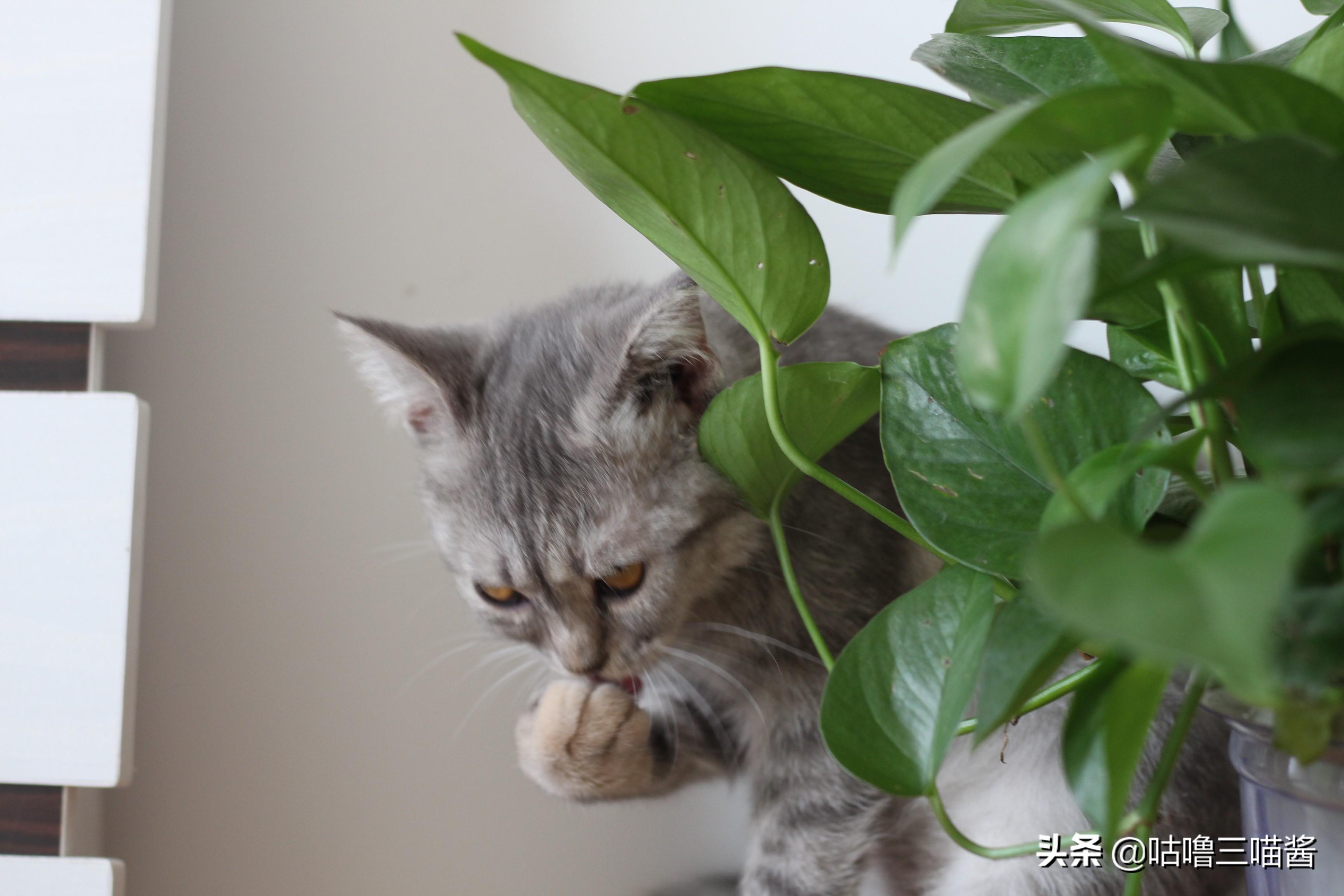 2025年巨蟹座梦到腿上有血渍：职场转折预警与情感突破解析