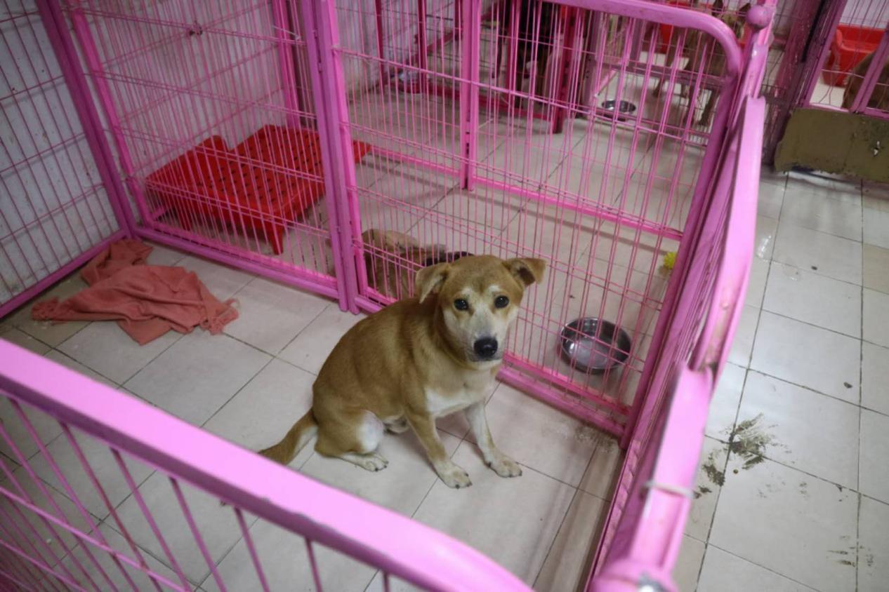 在广州领养猫咪到底靠不靠谱? 在广州领养猫咪到底靠不靠谱?