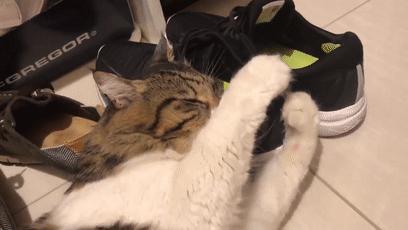 你家猫主子突然开始舔你头发是怎么回事？