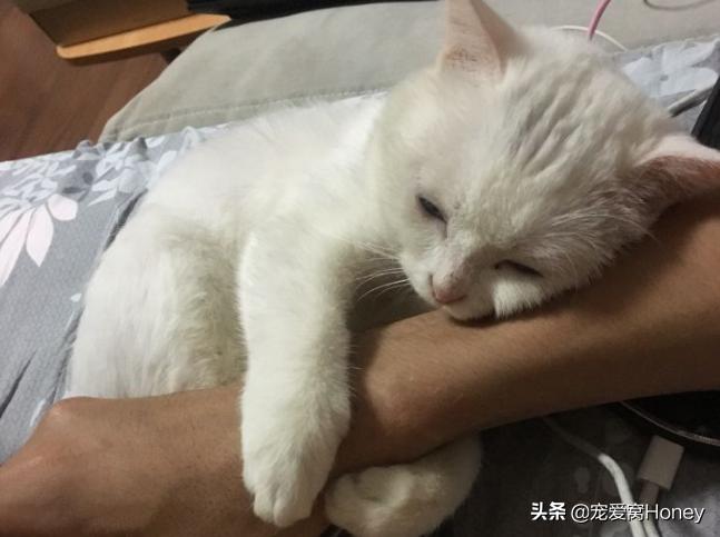 为什么我家猫总咬我?难道它讨厌我? 为什么我家猫总咬我?难道它讨厌我?