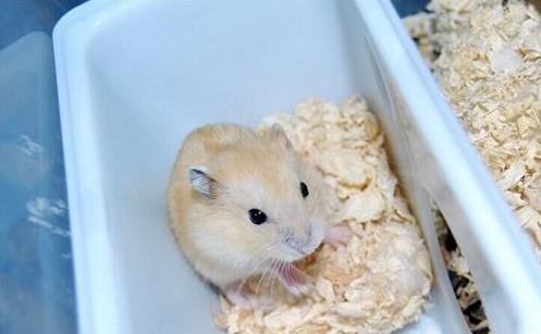 揽胜论坛:豪华SUV爱好者的精神家园,深度探讨性能与社交的双重价值 揽胜论坛:豪华SUV爱好者的精神家园,深度探讨性能与社交的双重价值