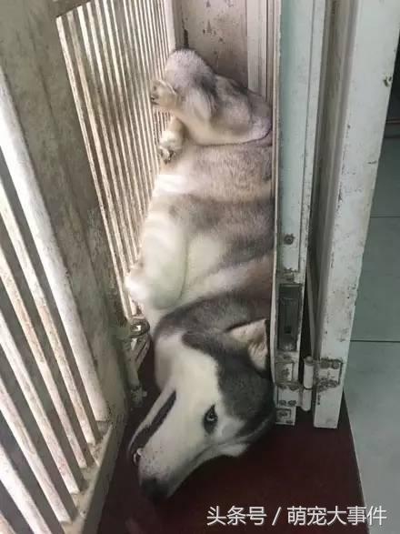 猫咪半夜嚎叫是为啥?铲屎官该咋整? 猫咪半夜嚎叫是为啥?铲屎官该咋整?