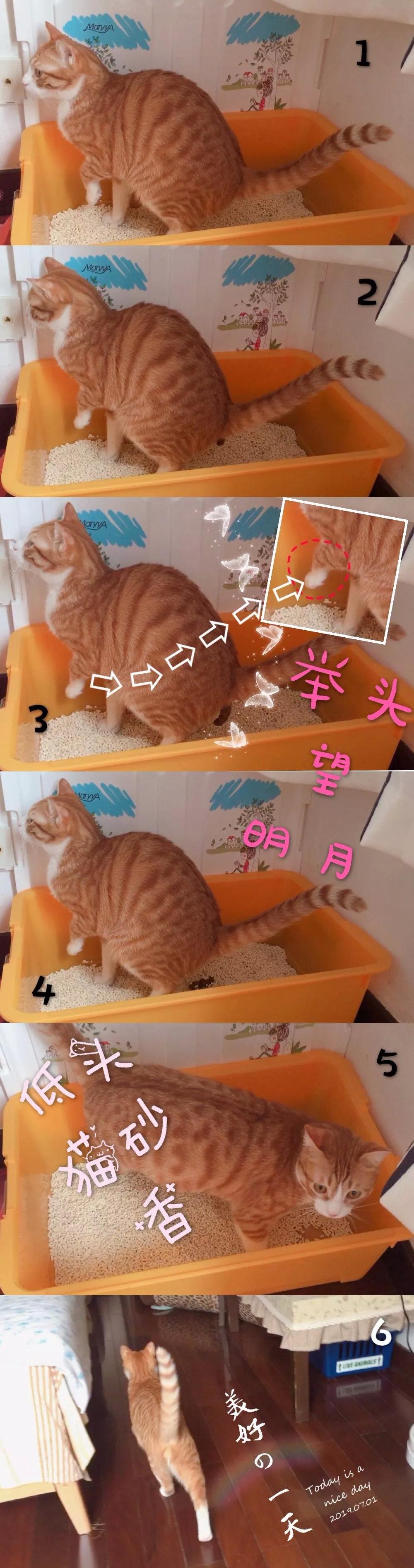 你家猫主子会自己用马桶吗？