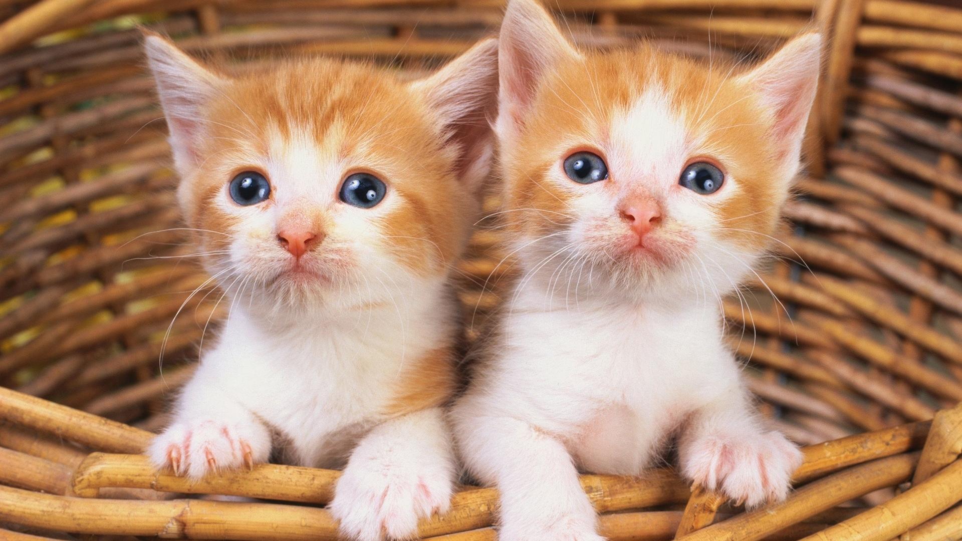 这十种猫咪凭什么被称为世界最可爱? 这十种猫咪凭什么被称为世界最可爱?