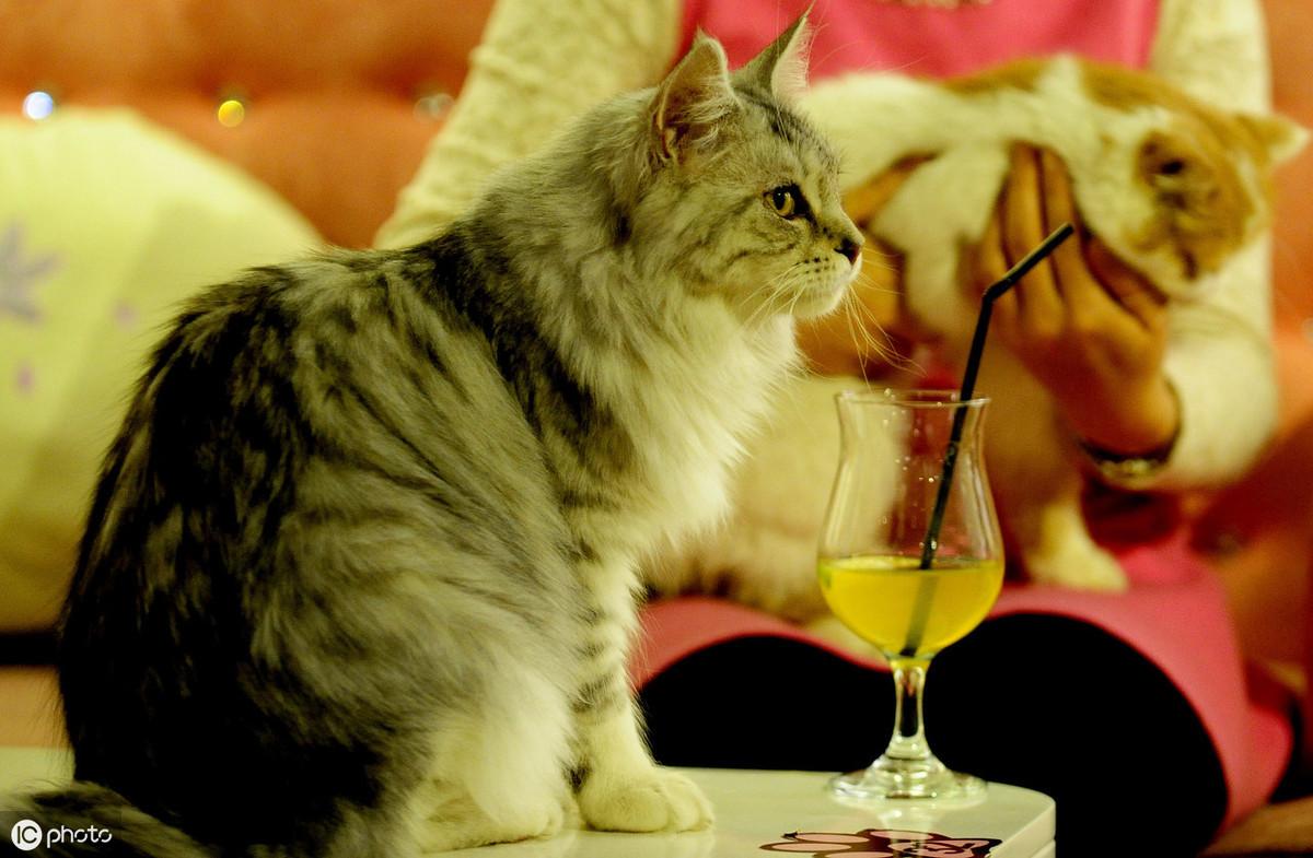 猫咪光吃猫粮会不会营养不良啊？