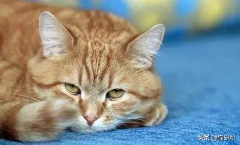 猫咪软便呕吐该喂什么药？