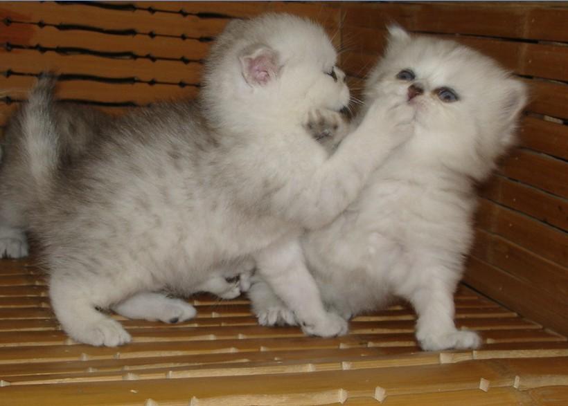 刚出生的小奶猫能直接吃猫粮吗？