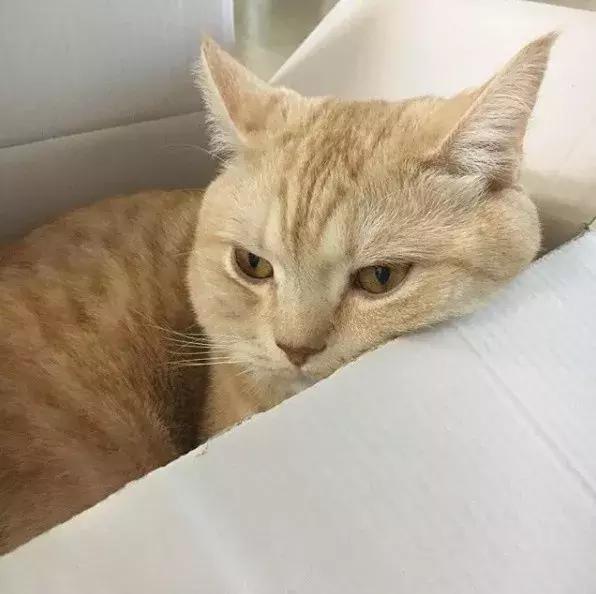 为什么看到可怜猫咪图片就忍不住想转发？