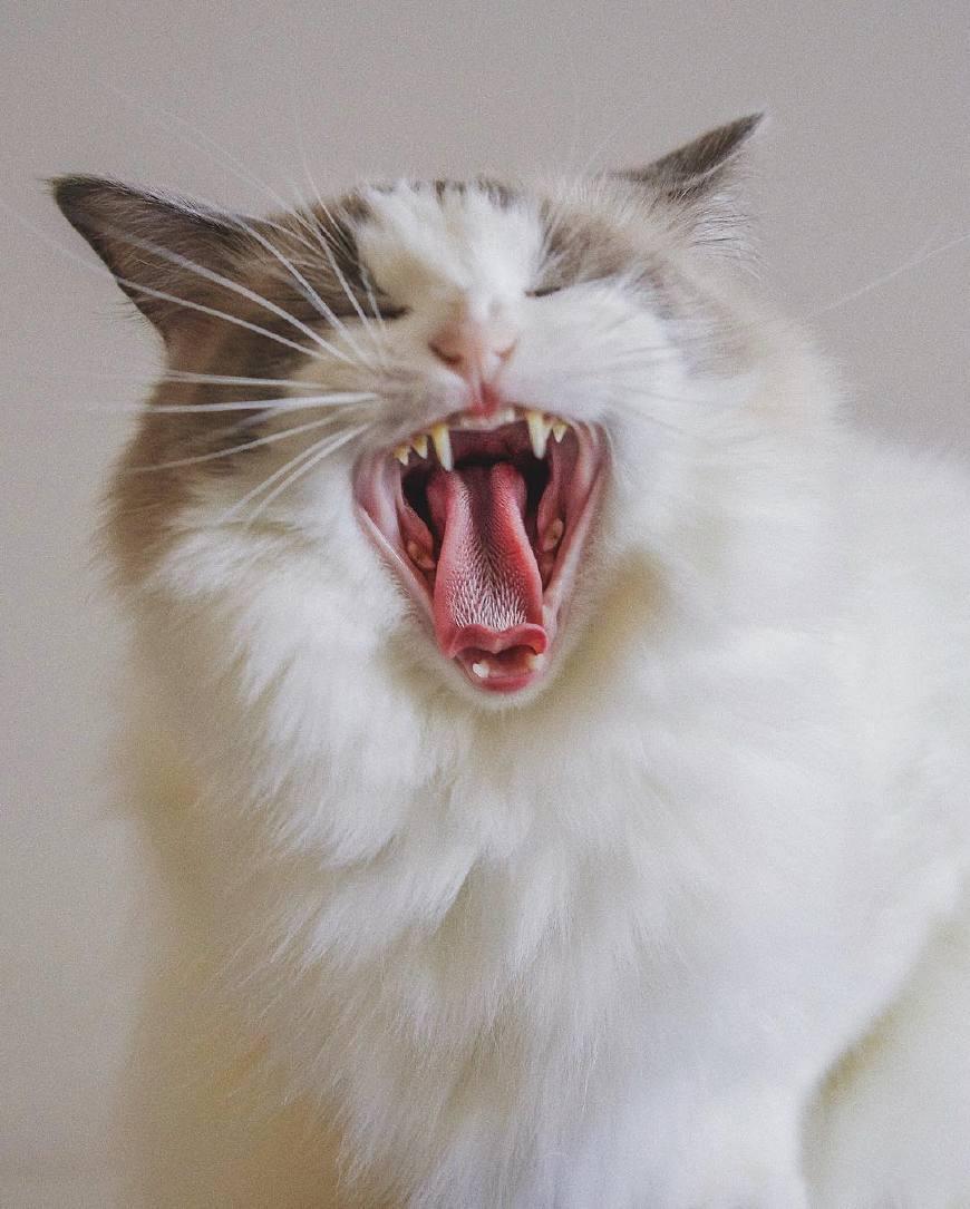 在弗吉尼亚如何快速找到华人互助圈？