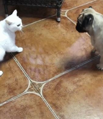 猫咪偷吃瓜子会中毒吗? 猫咪偷吃瓜子会中毒吗?