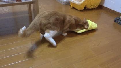 主子换粮就窜稀？新手如何保住沙发和地毯？