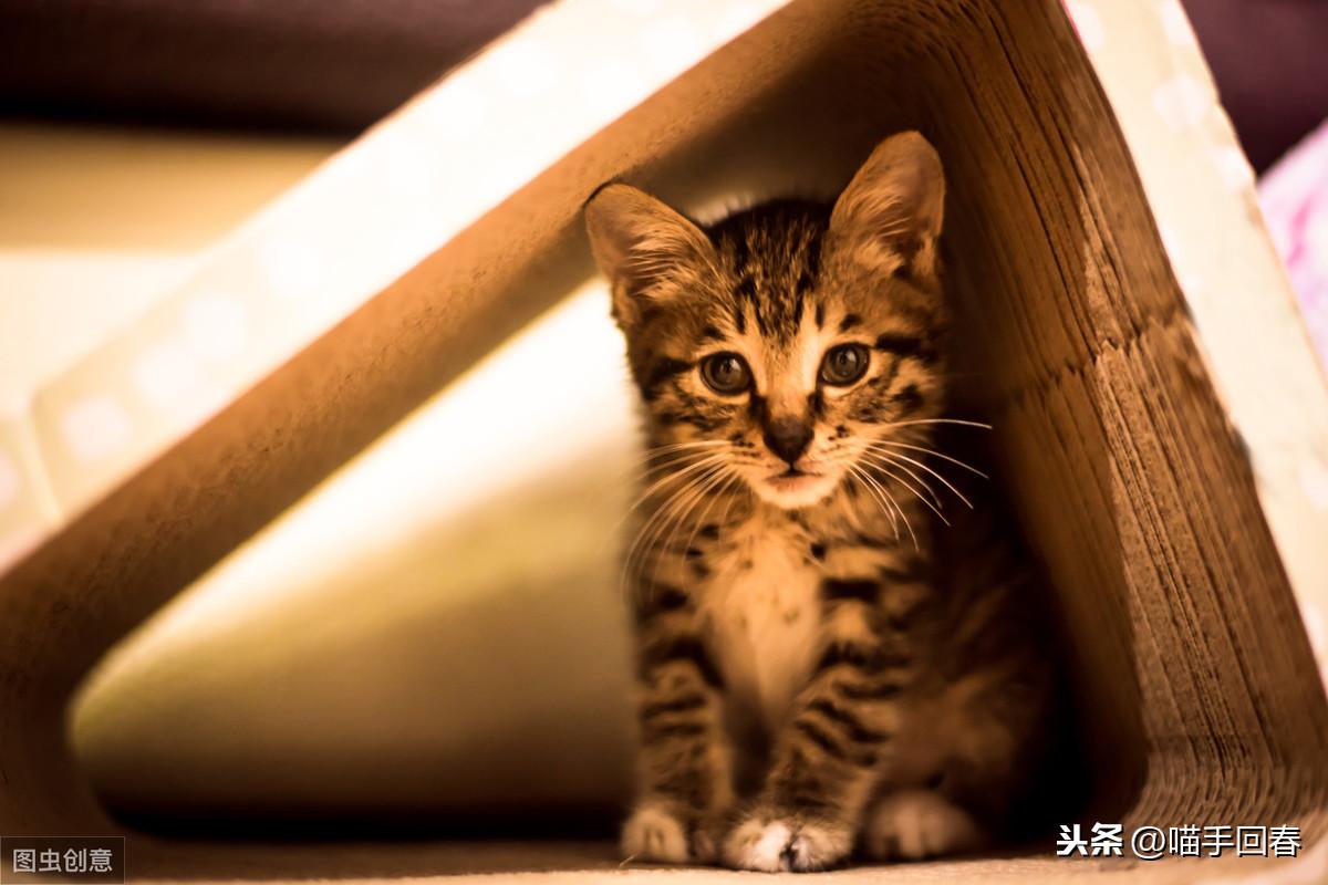 带猫做生化检查到底要花多少钱？