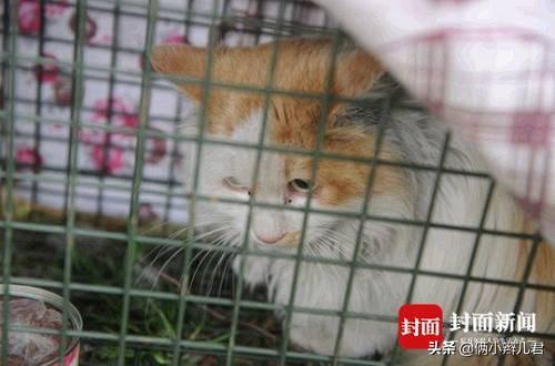 猫咪短视频为啥总被成年人刷爆？