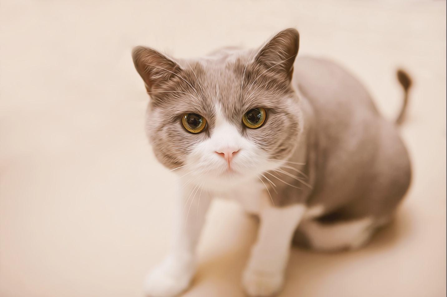 二手五菱扬光值不值得买 新手如何避坑省3万油费