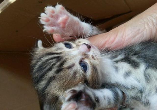 你家猫主子真的不缺牛磺酸吗？